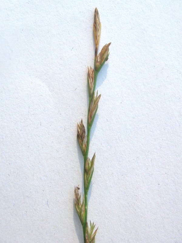 Perennial Ryegrass (Lolium perenne)