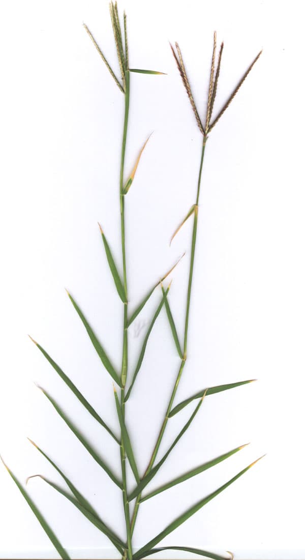 Bermuda Grass (Cynodon dactylon)